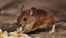 24 Hour & Emergency Exterminators in Redwood City, CA